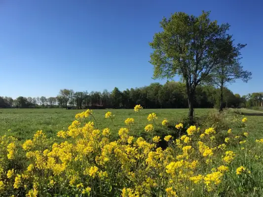 B&B De Mersken is landelijk gelegen in Friesland